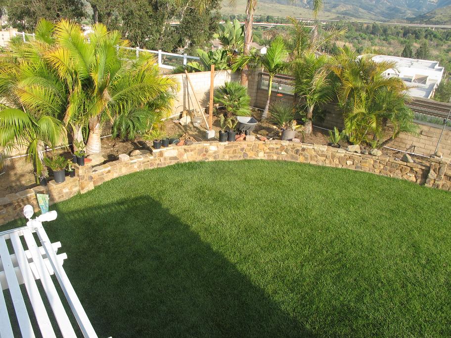 Spacing of palms DISCUSSING PALM TREES WORLDWIDE PalmTalk